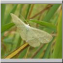 Scopula immutata - Vierpunkt-Kleinspanner 01.jpg